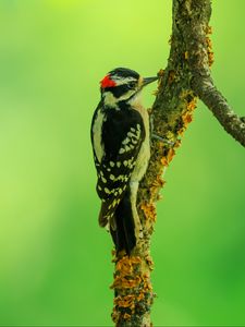 Preview wallpaper woodpecker, bird, branches, animal