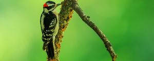 Preview wallpaper woodpecker, bird, branches, animal