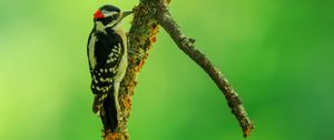 Preview wallpaper woodpecker, bird, branches, animal