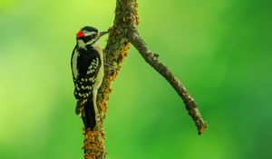 Preview wallpaper woodpecker, bird, branches, animal