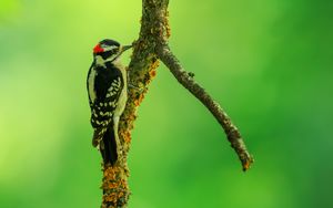 Preview wallpaper woodpecker, bird, branches, animal