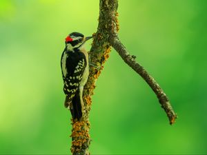 Preview wallpaper woodpecker, bird, branches, animal