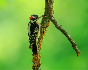 Preview wallpaper woodpecker, bird, branches, animal