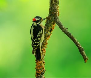 Preview wallpaper woodpecker, bird, branches, animal