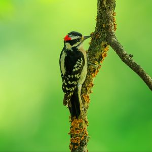 Preview wallpaper woodpecker, bird, branches, animal