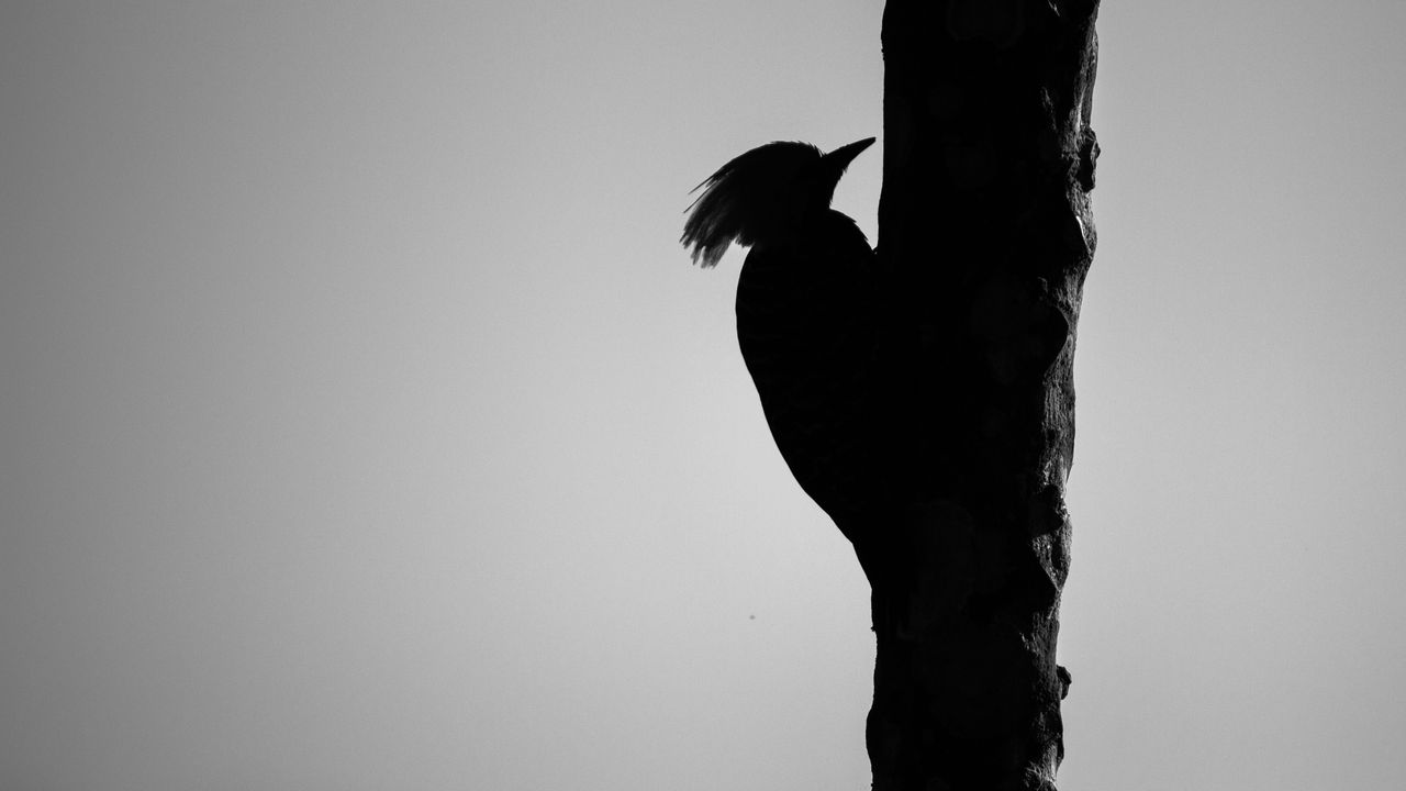 Wallpaper woodpecker, bird, bw, silhouette