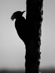 Preview wallpaper woodpecker, bird, bw, silhouette