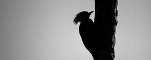 Preview wallpaper woodpecker, bird, bw, silhouette