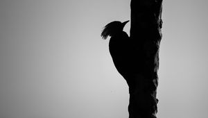 Preview wallpaper woodpecker, bird, bw, silhouette
