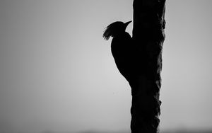 Preview wallpaper woodpecker, bird, bw, silhouette