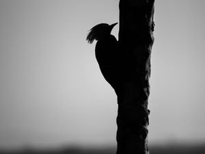 Preview wallpaper woodpecker, bird, bw, silhouette