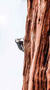 Preview wallpaper woodpecker, bird, tree, bark