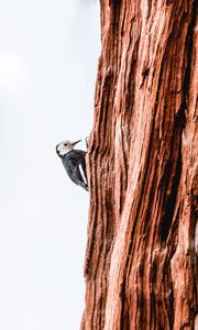 Preview wallpaper woodpecker, bird, tree, bark