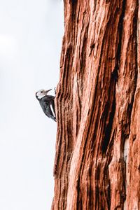 Preview wallpaper woodpecker, bird, tree, bark