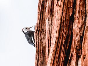 Preview wallpaper woodpecker, bird, tree, bark