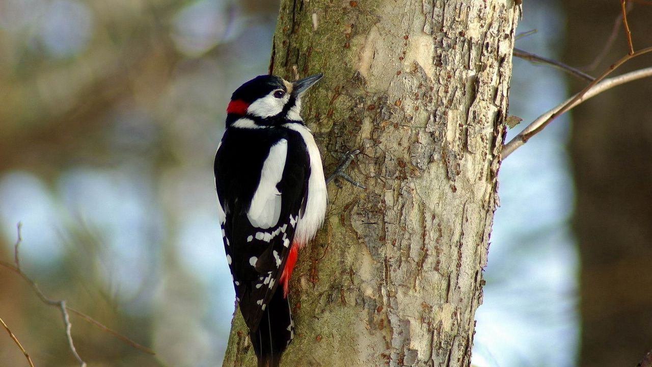 Wallpaper woodpecker, bird, tree