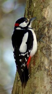 Preview wallpaper woodpecker, bird, tree