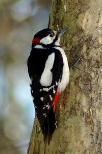 Preview wallpaper woodpecker, bird, tree