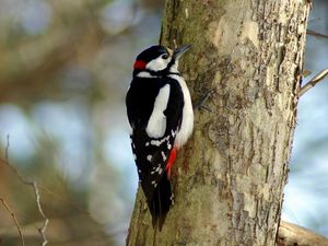 Preview wallpaper woodpecker, bird, tree