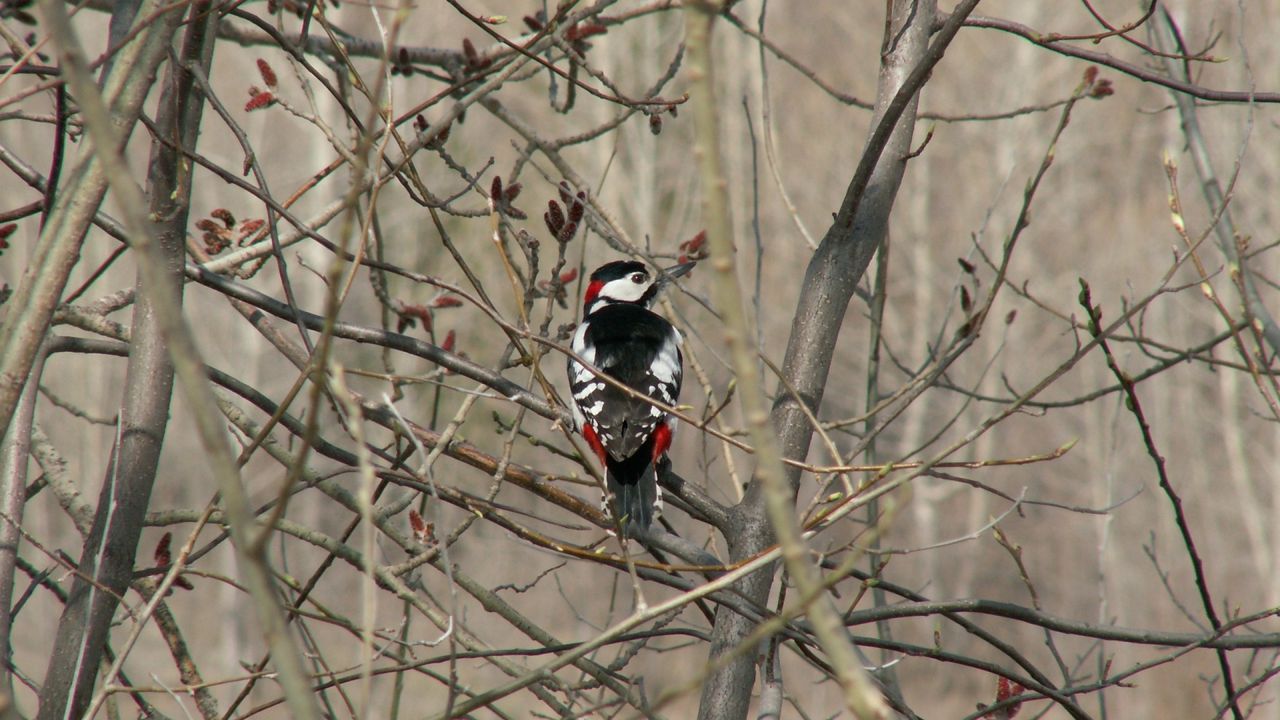 Wallpaper woodpecker, bird, tree, branches