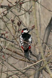 Preview wallpaper woodpecker, bird, tree, branches