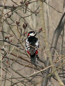 Preview wallpaper woodpecker, bird, tree, branches