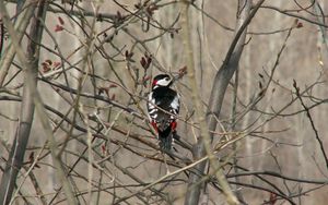 Preview wallpaper woodpecker, bird, tree, branches