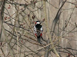 Preview wallpaper woodpecker, bird, tree, branches