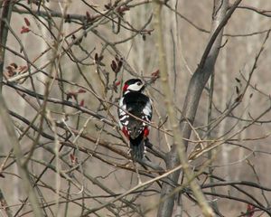 Preview wallpaper woodpecker, bird, tree, branches
