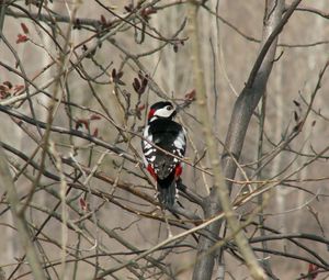 Preview wallpaper woodpecker, bird, tree, branches