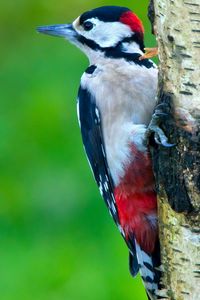 Preview wallpaper woodpecker, bird, tree