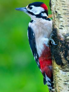 Preview wallpaper woodpecker, bird, tree