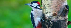 Preview wallpaper woodpecker, bird, tree