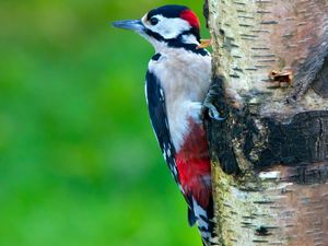 Preview wallpaper woodpecker, bird, tree