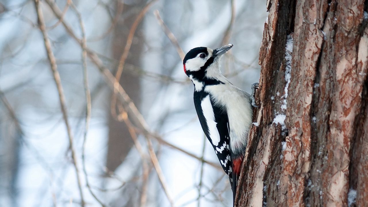 Wallpaper woodpecker, bird, tree