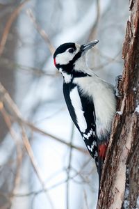 Preview wallpaper woodpecker, bird, tree