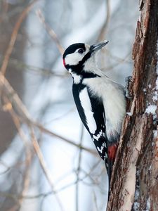 Preview wallpaper woodpecker, bird, tree