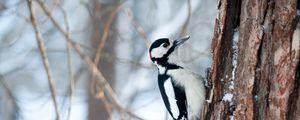 Preview wallpaper woodpecker, bird, tree