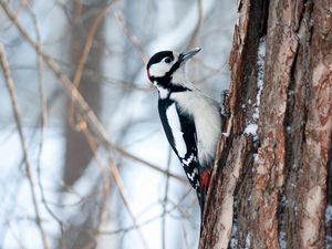 Preview wallpaper woodpecker, bird, tree