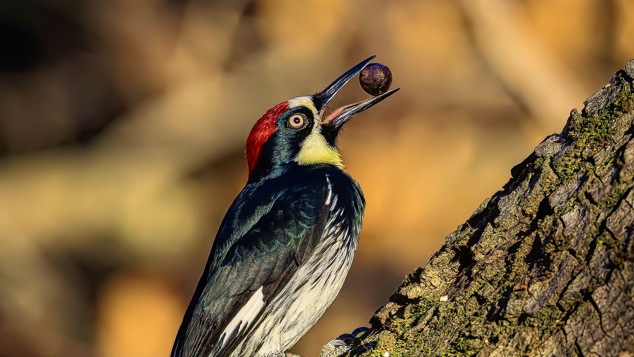 Wallpaper woodpecker, nut, tree, beak, green, red