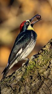 Preview wallpaper woodpecker, nut, tree, beak, green, red