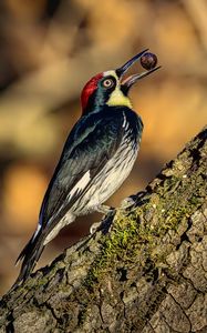 Preview wallpaper woodpecker, nut, tree, beak, green, red