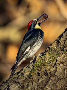 Preview wallpaper woodpecker, nut, tree, beak, green, red