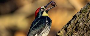 Preview wallpaper woodpecker, nut, tree, beak, green, red