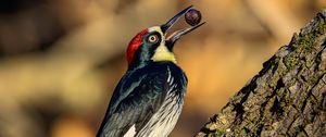 Preview wallpaper woodpecker, nut, tree, beak, green, red