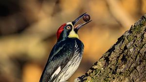 Preview wallpaper woodpecker, nut, tree, beak, green, red