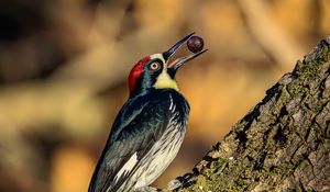 Preview wallpaper woodpecker, nut, tree, beak, green, red