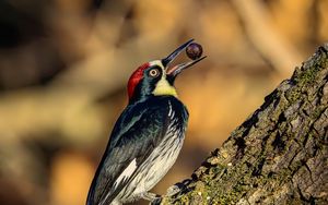 Preview wallpaper woodpecker, nut, tree, beak, green, red