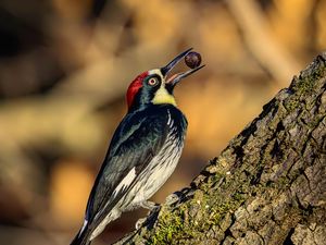 Preview wallpaper woodpecker, nut, tree, beak, green, red