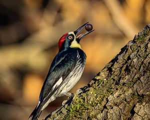 Preview wallpaper woodpecker, nut, tree, beak, green, red